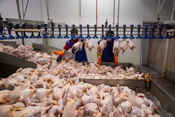 گران شدن قیمت گوشت مرغ صحت ندارد