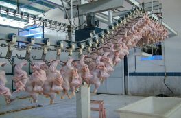 با تکمیل بودن ذخایر استراتژیک، ۴ هزار تن گوشت مرغ به کشورهای هدف صادر شد