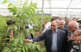 وزیر جهاد کشاورزی: تولید محصولات کشاورزی گلخانه‌ای به چهار میلیون و ۳۱۹ هزار تن رسید