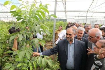 وزیر جهاد کشاورزی: تولید محصولات کشاورزی گلخانه‌ای به چهار میلیون و ۳۱۹ هزار تن رسید