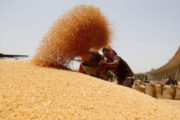 خرید۶۰ هزارتن گندم از کشاورزان توسط شرکت های تعاونی روستایی ایلام