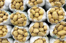 بازارهای صادراتی سیب‌زمینی با تصمیمات نادرست وزارت صمت از دست می رود