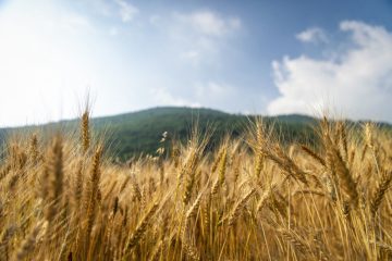 برداشت بیش از ۵.۵ تا ۶ میلیون تن گندم از دیم‌زارهای کشور قابل پیش‌بینی است