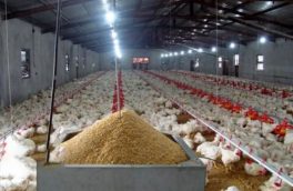 افزایش۱۰درصدی صادرات تخم مرغ از کشور از ابتدای سالجاری  