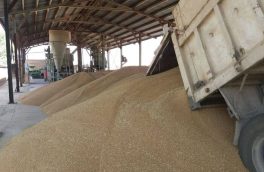  برداشت ۱۶۰ هزار تن گندم در هشترود  پیش‌بینی می شود