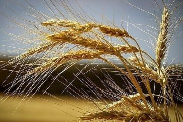 ۴ میلیون و ۸۷۴ هزار تن گندم در هفته گذشته خریداری شد