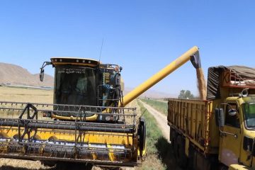 خرید تضمینی گندم در آذربایجان شرقی در سال آبی جاری۲۱ درصد افزایش یافت