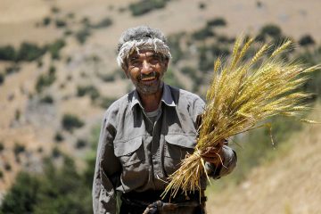 تاکنون ۴۶.۵ درصد از مطالبات گندمکاران از سوی دولت پرداخت شده است