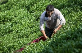 ۲۵ درصد از خرید برگ سبز چای از چایکاران توسط دولت پرداخت می‌شود