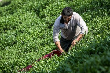 ۲۵ درصد از خرید برگ سبز چای از چایکاران توسط دولت پرداخت می‌شود