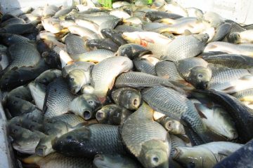 تولید ۲۰۰هزار تن ماهی گرم‌آبی در دستور کار