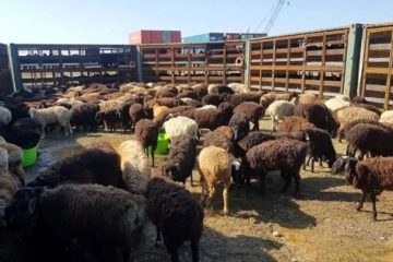 ثبات در بازار گوشت گوسفندی/ تامین نهاده دام در شرایط نرمال