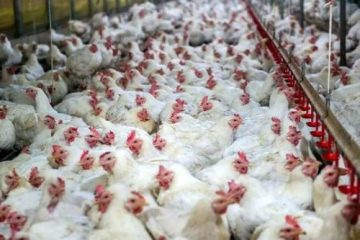 تورم ماهانه تولیدکننده بخش مرغداری‌های صنعتی در خرداد امسال به منفی ۴درصد رسید