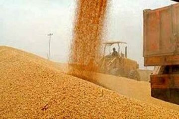 تاکنون بیش از ۹ میلیون تن گندم از کشاورزان خریداری شد