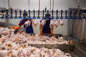 امسال بیش از  ۱۲ هزار تن گوشت مرغ به کشورهای همسایه ثادر شد