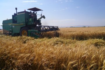 خرید گندم از کشاورزان کشور ۱۷ درصد افزایش یافت
