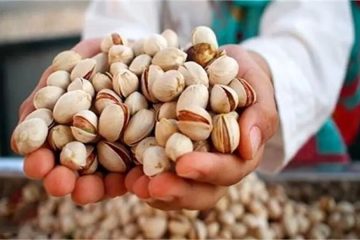 حضور موفق پسته آذربایجان شرقی در بازارهای جهانی و اروپایی