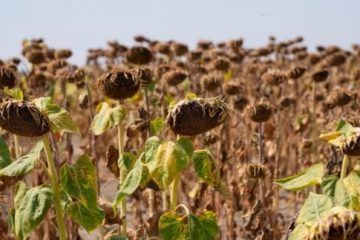 در ۱۰ سال گذشته، گرمترین دهه ثبت‌شده اتفاق افتاد