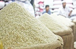 ثبات بازار برنج در گرو واردات ۱.۵ میلیون تن است