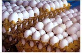 بهره برداری از  واحد بسته‌بندی تخم مرغ در گرمسار با قابلیت صادرات ۱۰ میلیون دلاری