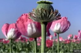 پیشنهاد کشت محدود شقایق الیفرا در ایران برای مصارف دارویی در مرحله بررسی است