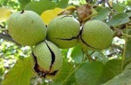 وضعیت فلزات سنگین در گردوی معروف نگران‌کننده نیست