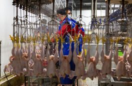 گرانفروشی در نرخ های جدید مرغ و تخم مرغ اتفاق نیفتاده است