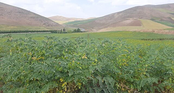 پیش‌بینی برداشت ۴۶ هزار تن نخود از مزارع استان لرستان