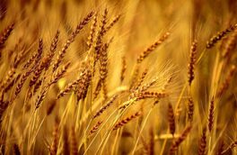 افزایش بارندگی‌ها نویدبخش رکوردشکنی تولید گندم