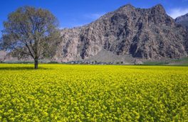 رشد جایگاه کرمانشاه در تولیدات زراعی کشور
