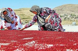 آغاز فرآیند ثبت جغرافیایی سماق هوراند